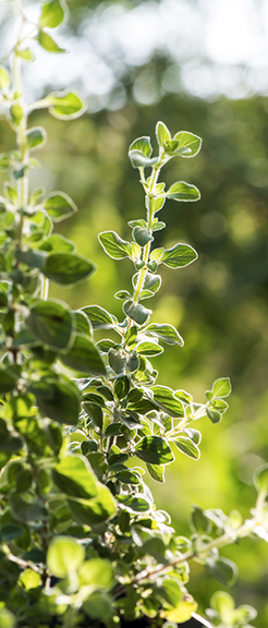 Il Plonner Dorf-Gasthof Wessling Oregano