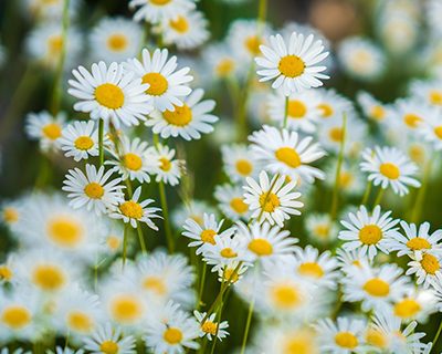 Il Plonner Dorf-Gasthof Wessling Blumenwiese